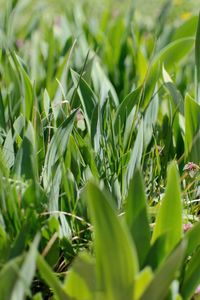 Close-up of fresh green plant in field