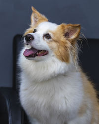 Close-up of dog looking away