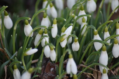 Close-up of white flowering plants on field