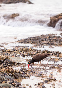 Close-up of bird perching on shore