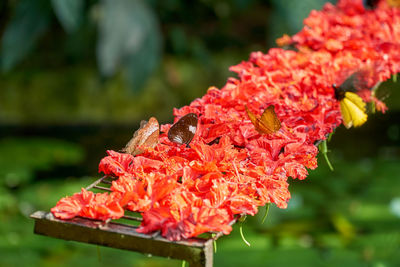 Close-up of red flowering plant