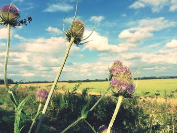 Close-up of thistle blooming on field against sky