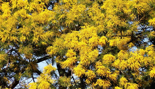 Close-up of yellow flower tree