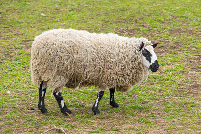 Kerry hill sheep, is a breed of domestic sheep originating in the county of powys in wales