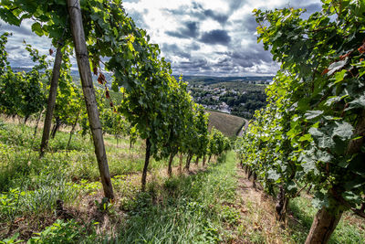 View of vineyard against cloudy sky