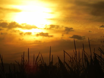 Silhouette plants growing on field against romantic sky at sunset