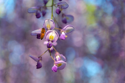 Close-up beautiful full bloom of purple pink wisteria blossom trees flowers in springtime sunny day