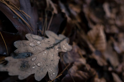Close-up of leaf