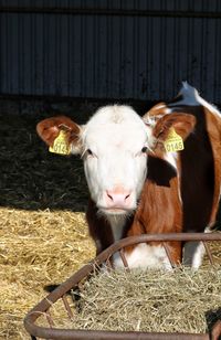 Cow in a shed