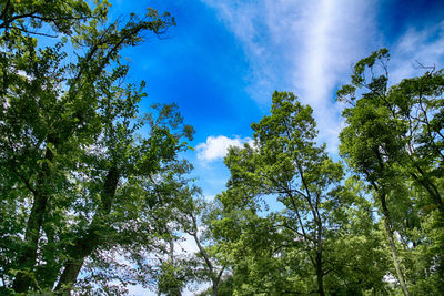 Low angle view of trees against blue sky