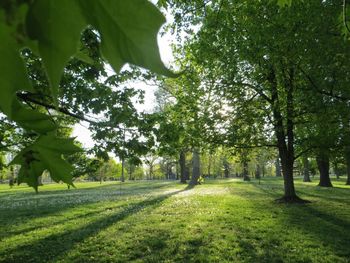 Trees on grassy field