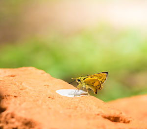 Butterfly on leaf