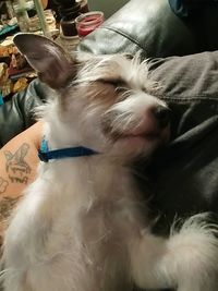 Close-up of man holding dog