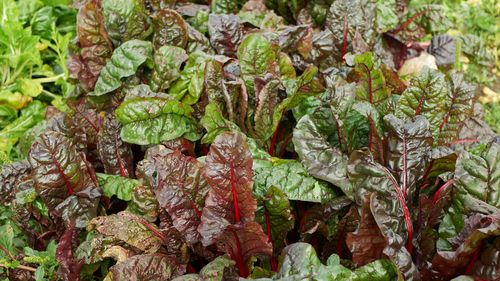 Full frame shot of plants