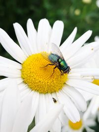 Close-up of insect on white flower