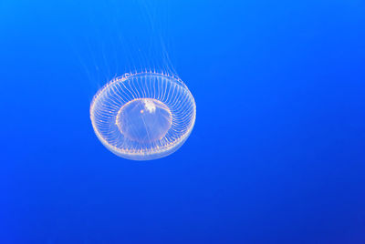 View of jellyfish swimming in sea