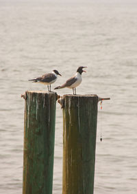 Seagulls perching on wooden post