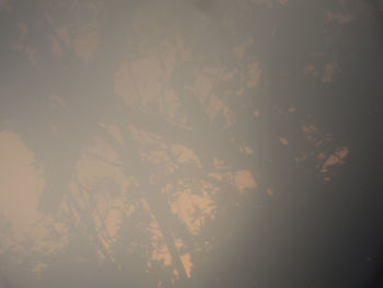 Defocused image of tree against sky