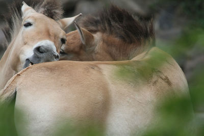 Close-up of horses