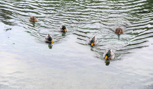 High angle view of ducks swimming in lake