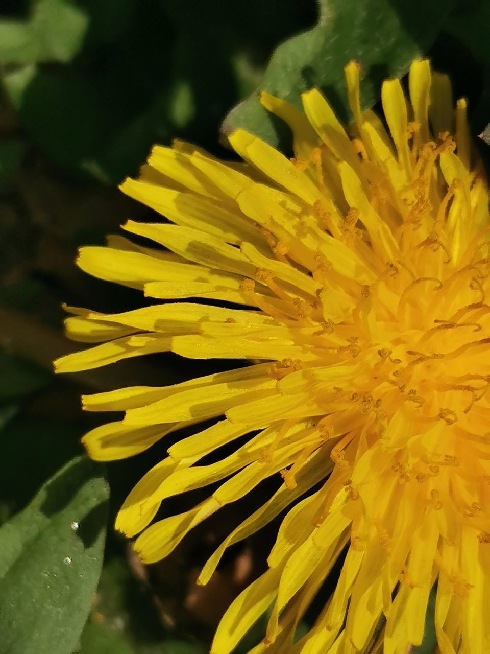 CLOSE-UP OF YELLOW FLOWER ON PLANT