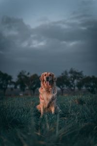 Dog looking away on field