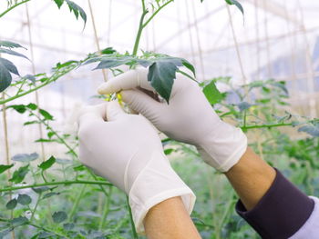 Cropped hand analyzing plants in greenhouse