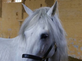 Close-up portrait of a horse