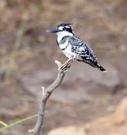 Close-up of bird perching on a field