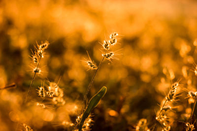 Close-up of flowering plants on field