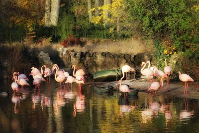 Birds in lake by trees