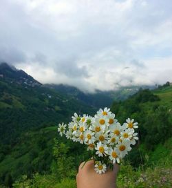 Close-up of  hand holding daisies flowers against sky