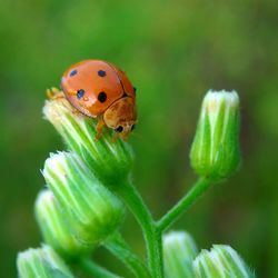 Close-up of ladybug on plant