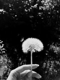 Close-up of hand holding flower against blurred background