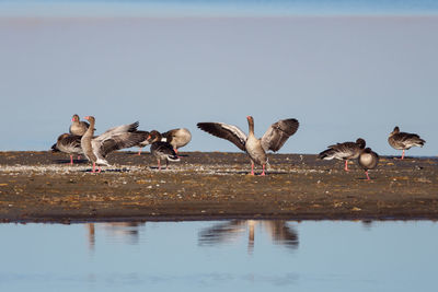 Greylag geese in neusiedler see national park
