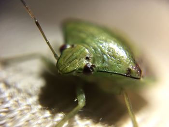 Close-up of insect on leaf