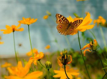 Close-up of butterfly on yellow flowers