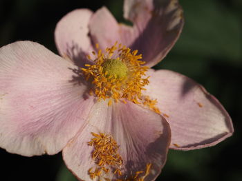 Close-up of flowering plant