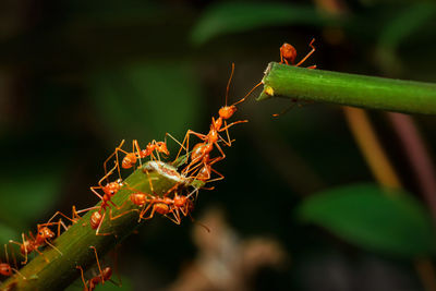 Close-up of insect on plant