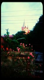 Low angle view of flowers against building