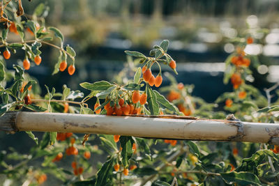 Goji berry plantation