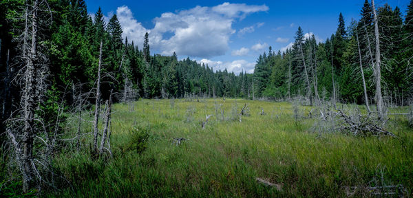 Panoramic shot of trees on field against sky