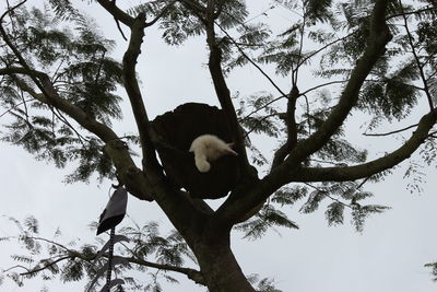 Low angle view of birds perching on tree