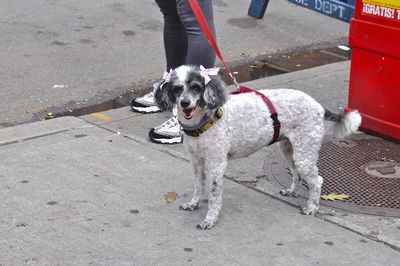 Dog standing on footpath in city