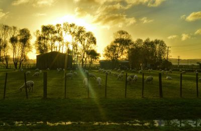 Scenic view of grassy field against sky at sunset