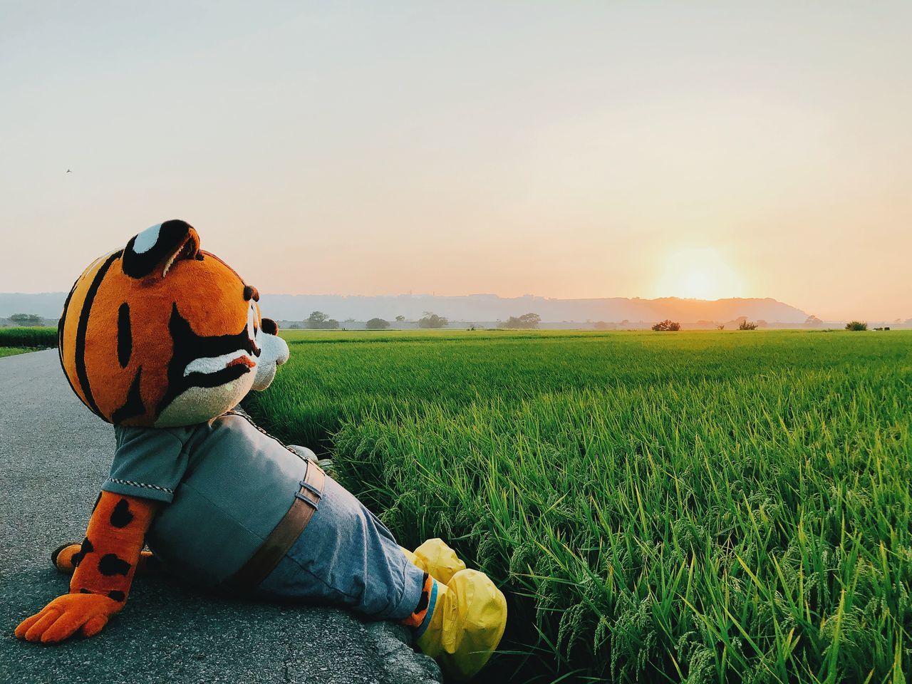 sky, field, land, environment, landscape, one person, nature, rear view, grass, real people, plant, orange color, beauty in nature, scenics - nature, lifestyles, green color, tranquil scene, tranquility, men