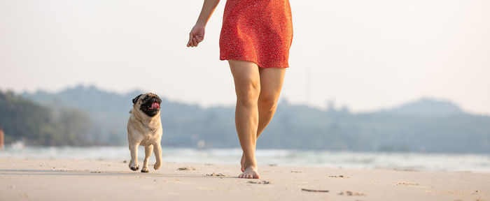 Low section of woman with dog on beach