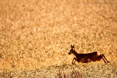 Side view of a dog on land