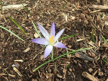 Close-up of crocus blooming outdoors