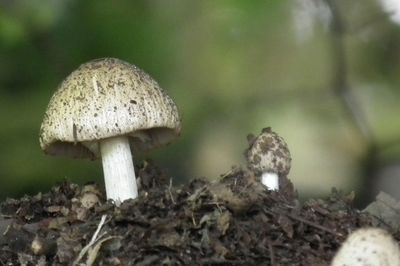 Close-up of mushrooms growing on field surrounded by rocks
